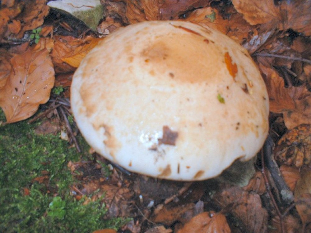 Hebeloma radicosum